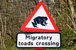 Migratory toad Crossing