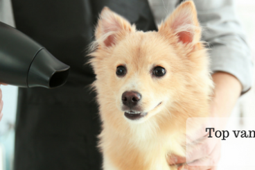 Top vans for dog walkers and groomers with a dog being hair dried in the background