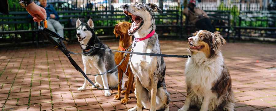 Dog walkers and groomers - Dogs being walked on a harness