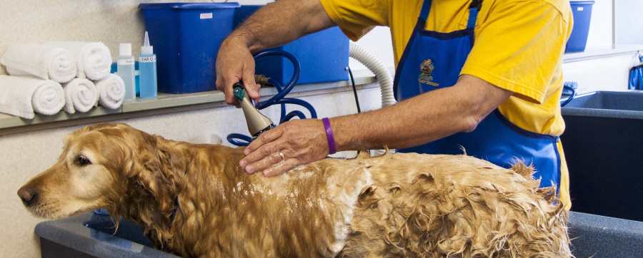Dog groomer giving dog a bath