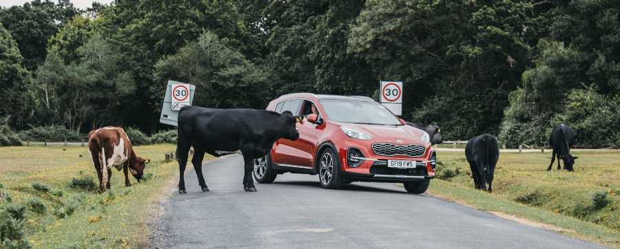 Animals on road with car