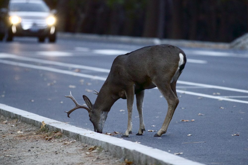 deer on a road with a car in the background