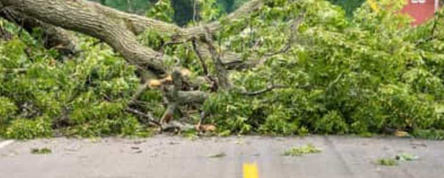 Driving in extreme weather -  fallen tree blocking the road